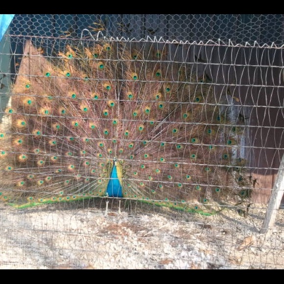 Meet your Posher, Julie - Picture 6 of 10